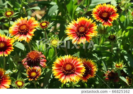 Gaira Rudia 66825162