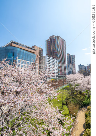 Sa玉縣川口市，春季在川口站前西口附近 66825163