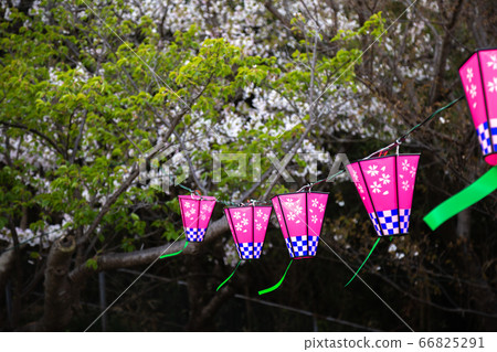 櫻花燈籠春天形象 櫻花燈籠春天形象 66825291