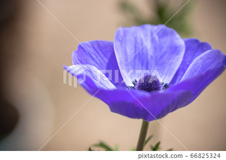 Anemone flower spring image 66825324