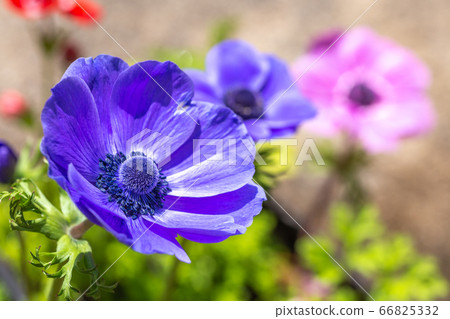 Anemone flower spring image Anemone flower spring image 66825332