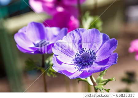 Anemone flower spring image Anemone flower spring image 66825333