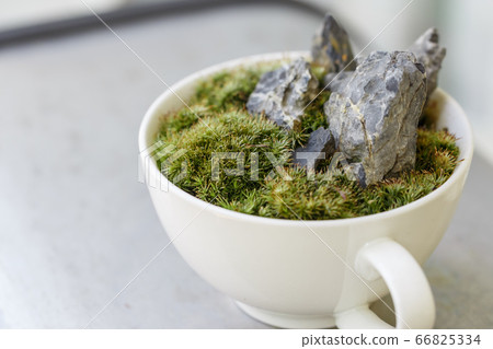 Moss bonsai Japanese style image Moss bonsai Japanese style image 66825334