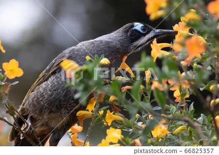 Blue-faced honey squirrel Melidectes belfordi wild bird Blue-faced honey squirrel Melidectes belfordi wild bird 66825357
