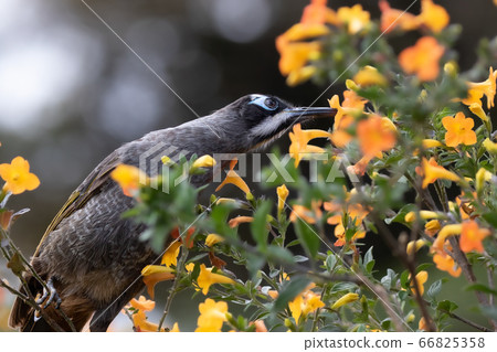 藍臉的松鼠Melidectes belfordi野生鳥 藍臉的松鼠Melidectes belfordi野生鳥 66825358