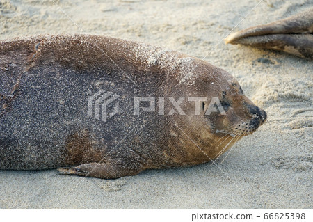 Sea lions and seals napping on a cove under the sun at La Jolla, San Diego, California. Sea lions and seals napping on a cove under the sun at La Jolla, San Diego, California. 66825398