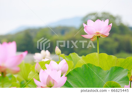 Lotus Lotus 66825445