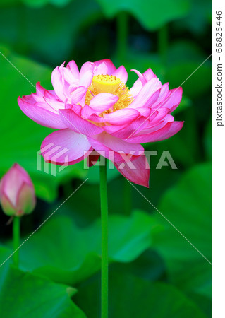 蓮花 66825446