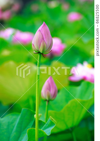 Lotus Lotus 66825500