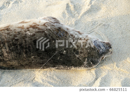 Sea lions and seals napping on a cove under the sun at La Jolla, San Diego, California. Sea lions and seals napping on a cove under the sun at La Jolla, San Diego, California. 66825511