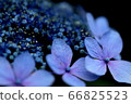  Gaku hydrangea 66825523
