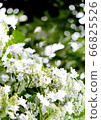  Gaku hydrangea 66825526