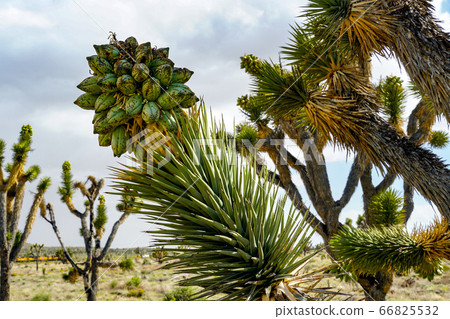 Joshua Tree National Park. American desert national park in southeastern California. Joshua Tree National Park. American desert national park in southeastern California. 66825532