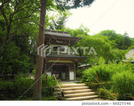 [Kanagawa] Spring in Jochiji, Kamakura 66825546