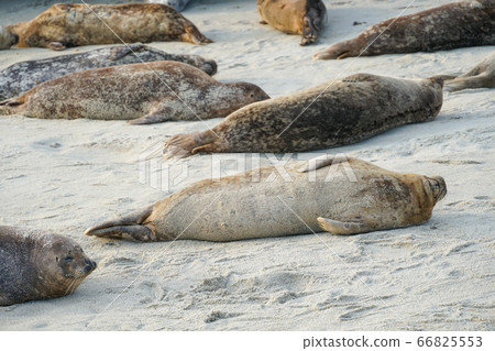 Sea lions and seals napping on a cove under the sun at La Jolla, San Diego, California.  66825553