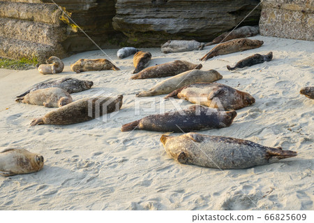 Sea lions and seals napping on a cove under the sun at La Jolla, San Diego, California.  66825609