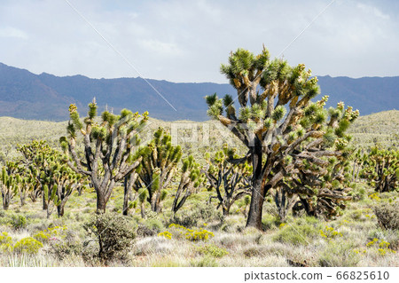 Joshua Tree National Park. American desert national park in southeastern California. Joshua Tree National Park. American desert national park in southeastern California. 66825610