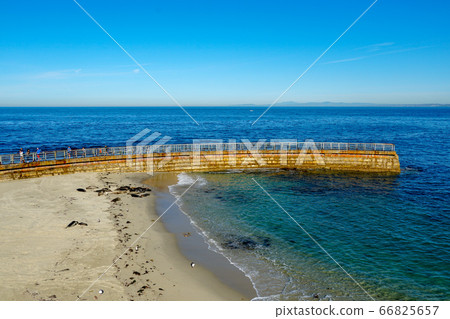 Sea lions and seals napping on a cove under the sun at La Jolla, San Diego, California.  66825657