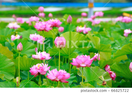 Lotus Lotus 66825722