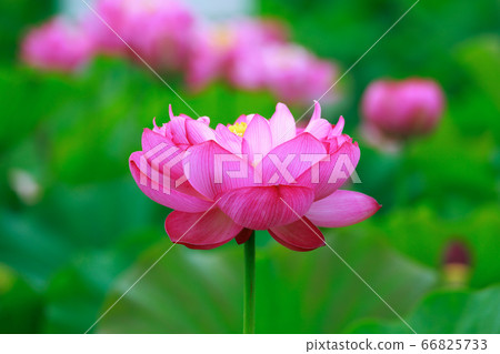 Lotus 66825733