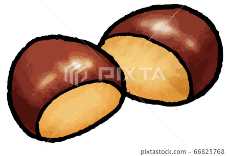 Hand drawn vector illustration of chestnut Hand drawn vector illustration of chestnut 66825768