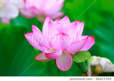 Lotus Lotus 66825769