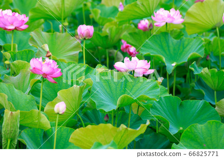 Lotus Lotus 66825771