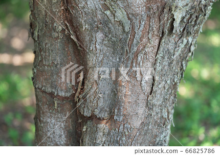 Mukunoki:椋木(蛤C家族的桑樹屬) Mukunoki:椋木(蛤C家族的桑樹屬) 66825786