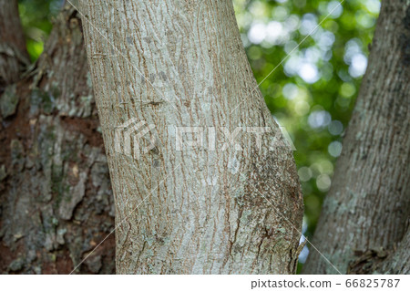 Mukunoki: 椋木 (Mulberry genus of the family Cranaceae) bark, wood skin, bare wood, outer skin, bark, wood grain Mukunoki: 椋木 (Mulberry genus of the family Cranaceae) bark, wood skin, bare wood, outer skin, bark, wood grain 66825787