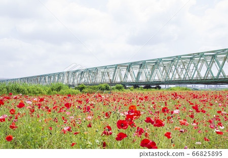 Poppy field in Komatsugawa Athletic Park 66825895