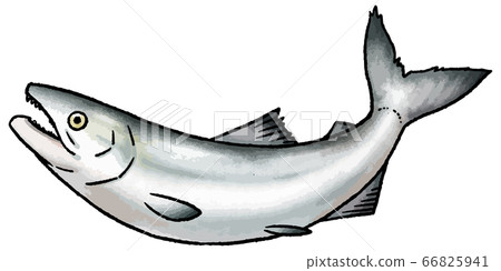 三文魚的手繪的矢量圖 66825941