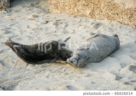 Sea lions and seals napping on a cove under the sun at La Jolla, San Diego, California.  66826014