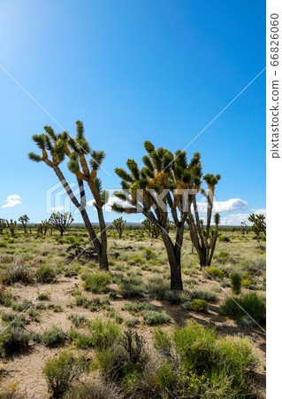 Joshua Tree National Park. American desert national park in southeastern California. 66826060