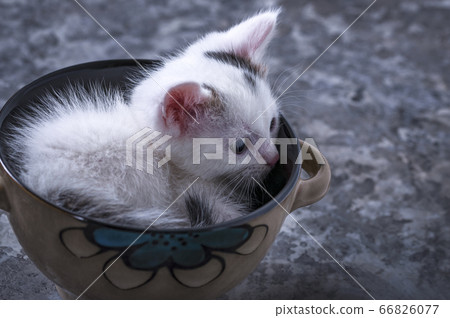 Small, white kitten is resting in a bowl Small, white kitten is resting in a bowl 66826077