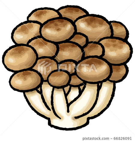 姬菇蘑菇的手繪的矢量圖 姬菇蘑菇的手繪的矢量圖 66826091