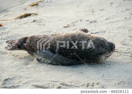 Sea lions and seals napping on a cove under the sun at La Jolla, San Diego, California.  66826111