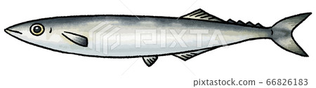 Hand drawn vector illustration of pacific saury (1 animal) Hand drawn vector illustration of pacific saury (1 animal) 66826183