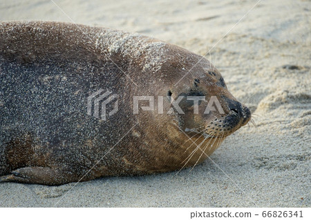 Sea lions and seals napping on a cove under the sun at La Jolla, San Diego, California.  66826341