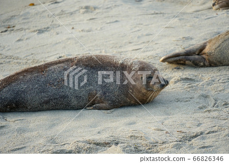 Sea lions and seals napping on a cove under the sun at La Jolla, San Diego, California.  66826346