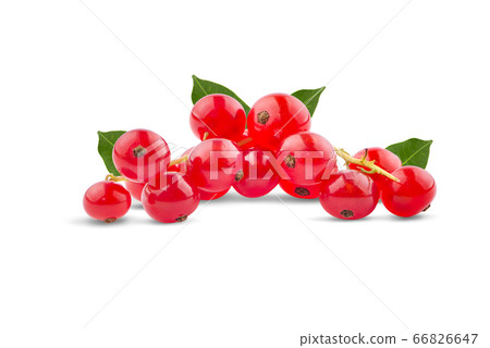 Red currant berries with leafs an isolated on 66826647