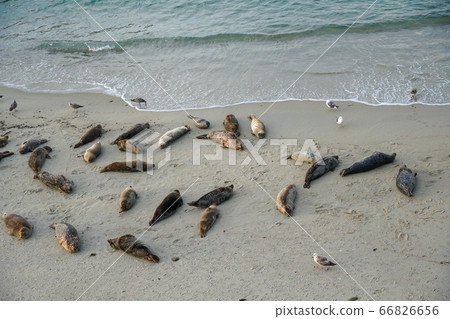 Sea lions and seals napping on a cove under the sun at La Jolla, San Diego, California. Sea lions and seals napping on a cove under the sun at La Jolla, San Diego, California. 66826656