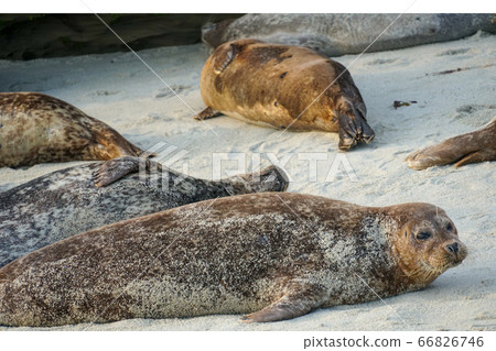 Sea lions and seals napping on a cove under the sun at La Jolla, San Diego, California. Sea lions and seals napping on a cove under the sun at La Jolla, San Diego, California. 66826746