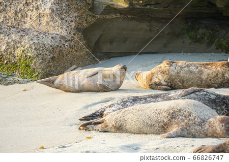 Sea lions and seals napping on a cove under the sun at La Jolla, San Diego, California. Sea lions and seals napping on a cove under the sun at La Jolla, San Diego, California. 66826747