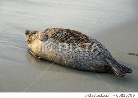 Sea lions and seals napping on a cove under the sun at La Jolla, San Diego, California. Sea lions and seals napping on a cove under the sun at La Jolla, San Diego, California. 66826799