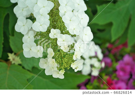 白色Calyva八仙花屬花 白色Calyva八仙花屬花 66826814