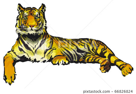 Tora lying 66826824