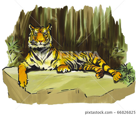 Lying tiger background Lying tiger background 66826825