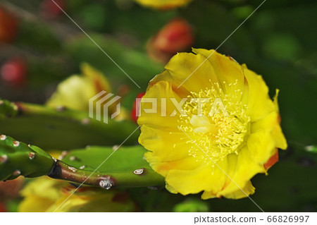 Yellow prickly pear flower Yellow prickly pear flower 66826997