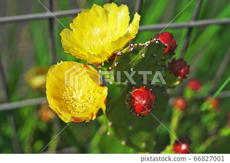 Yellow prickly pear flower 66827001