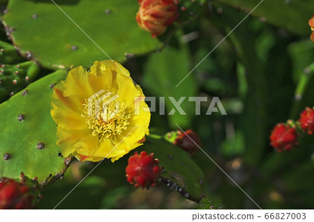 黃花梨花 66827003